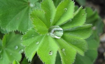 alchemilla vulgaris