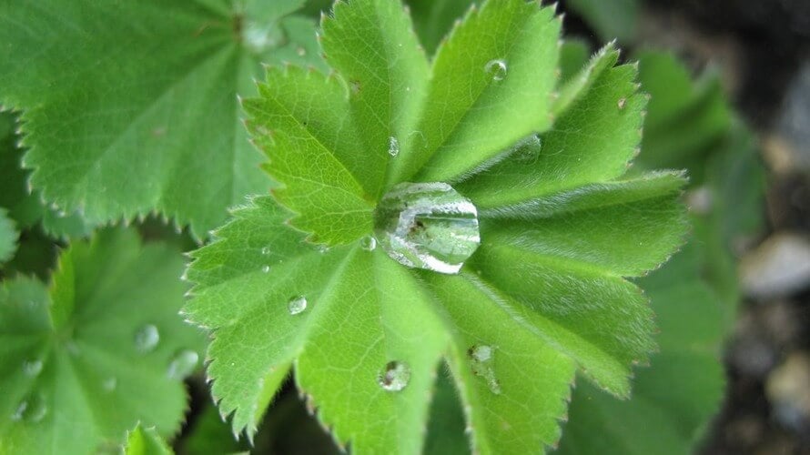alchemilla vulgaris
