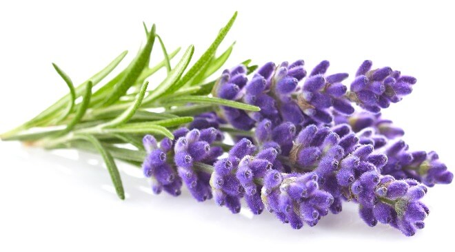 Lavanda