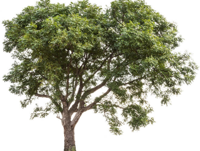 neem drvo